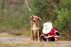 mongrel with Santa Clause
