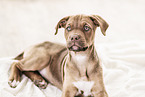 Doberman-Dogue-de-Bordeaux-Mongrel