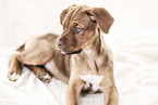 Doberman-Dogue-de-Bordeaux-Mongrel