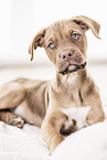 Doberman-Dogue-de-Bordeaux-Mongrel