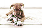 Doberman-Dogue-de-Bordeaux-Mongrel