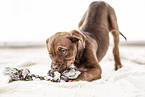 Doberman-Dogue-de-Bordeaux-Mongrel