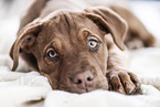 Doberman-Dogue-de-Bordeaux-Mongrel