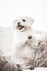 Bolonka-Zwetna-Poodle-Mongrel