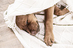 Doberman-Dogue-de-Bordeaux-Mongrel