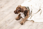 Doberman-Dogue-de-Bordeaux-Mongrel