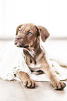 Doberman-Dogue-de-Bordeaux-Mongrel