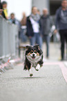 Welsh-Corgi-Mongrel