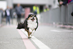 Welsh-Corgi-Mongrel