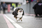 Welsh-Corgi-Mongrel
