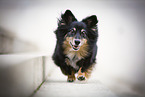 Welsh-Corgi-Mongrel