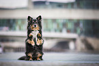 Welsh-Corgi-Mongrel
