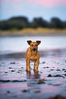 Pinscher-Mongrel