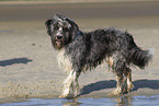 Border-Collie-Schafpudel