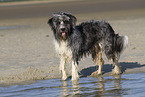 Border-Collie-Schafpudel