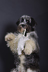 Border-Collie-Schafpudel