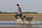Border-Collie-Schafpudel