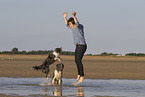 Border-Collie-Schafpudel
