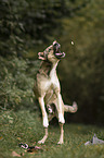 male Shepherd-Mongrel