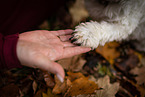 Dachshund-Bolonka-zwetna in autumn