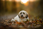 Dachshund-Bolonka-zwetna in autumn