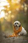 Dachshund-Bolonka-zwetna in autumn