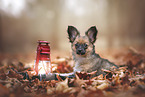 Chihuahua-Papillon Puppy
