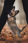 Chihuahua-Papillon Puppy