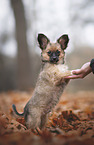 Chihuahua-Papillon Puppy
