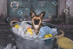 Chihuahua-Papillon Puppy