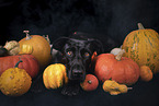 male Labrador-Retriever-Mongel
