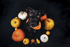 male Labrador-Retriever-Mongel