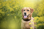 male Retriever-Mongel
