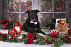 male Retriever-Mongel