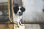 male Retriever-Mongel