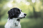 male Retriever-Mongel