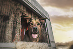 female Shepherd-Rottweiler