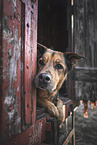 female Shepherd-Rottweiler