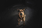 female Shepherd-Rottweiler