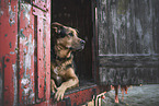 female Shepherd-Rottweiler