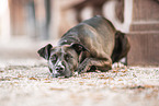 American-Staffordshire-Terrier-Mongrel