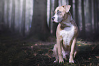 American-Staffordshire-Terrier-Mongrel