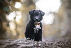 Shepherd-Mongrel