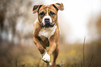 American-Staffordshire-Terrier-Mongrel