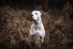 American-Staffordshire-Terrier-Mongrel