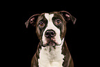 American-Staffordshire-Terrier-Mongrel
