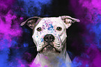 American-Staffordshire-Terrier-Mongrel
