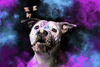 American-Staffordshire-Terrier-Mongrel
