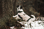 Dachshund-Mongrel