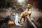 American-Staffordshire-Terrier-Mongrel